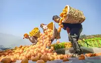 田園錦繡果蔬飄香玉溪市推動高原特色農業高質高效發展