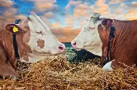 牛價丨6月21日有牛網價格指數全國肉牛價格行情更新啦