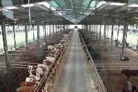 曲靖市高品質發展現代畜牧業延伸產業鏈提升價值鏈