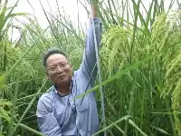 2米“巨型稻”試種成功！網友喊話袁隆平爺爺，評論讓人淚目…