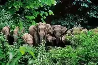 雲南15頭大象40天“消費”680萬，北漂路上，為何母象成為首領？